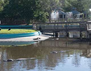 Gator Gully Splash Park